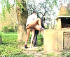  Il culbute une bonne soeur en plein air !