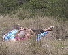 video porno Vieux Pervers