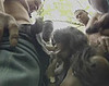 Video : Tigresse black se tape des mecs au parc animalier